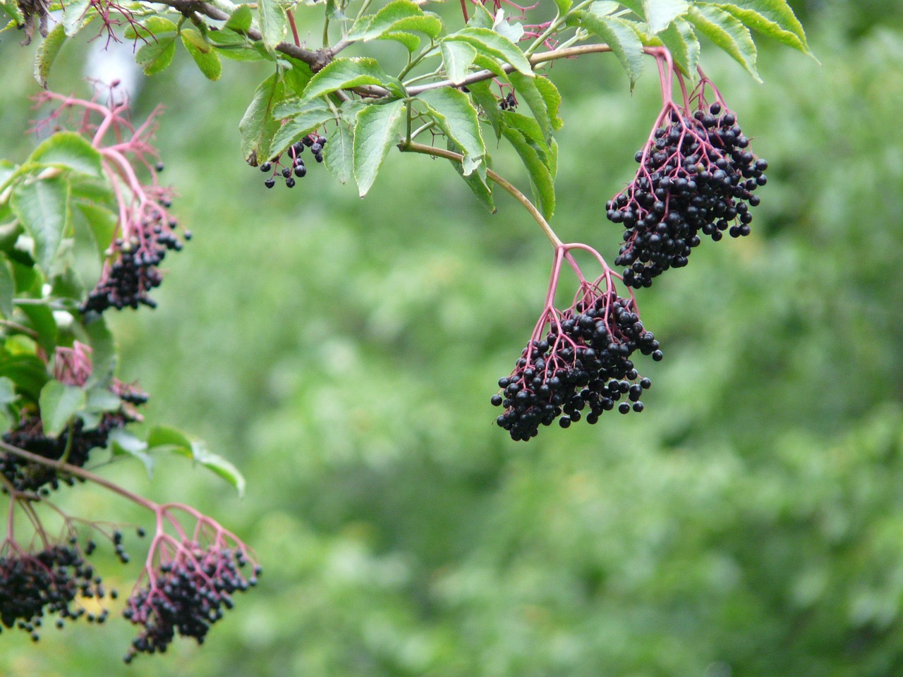 Elder Law and Succession