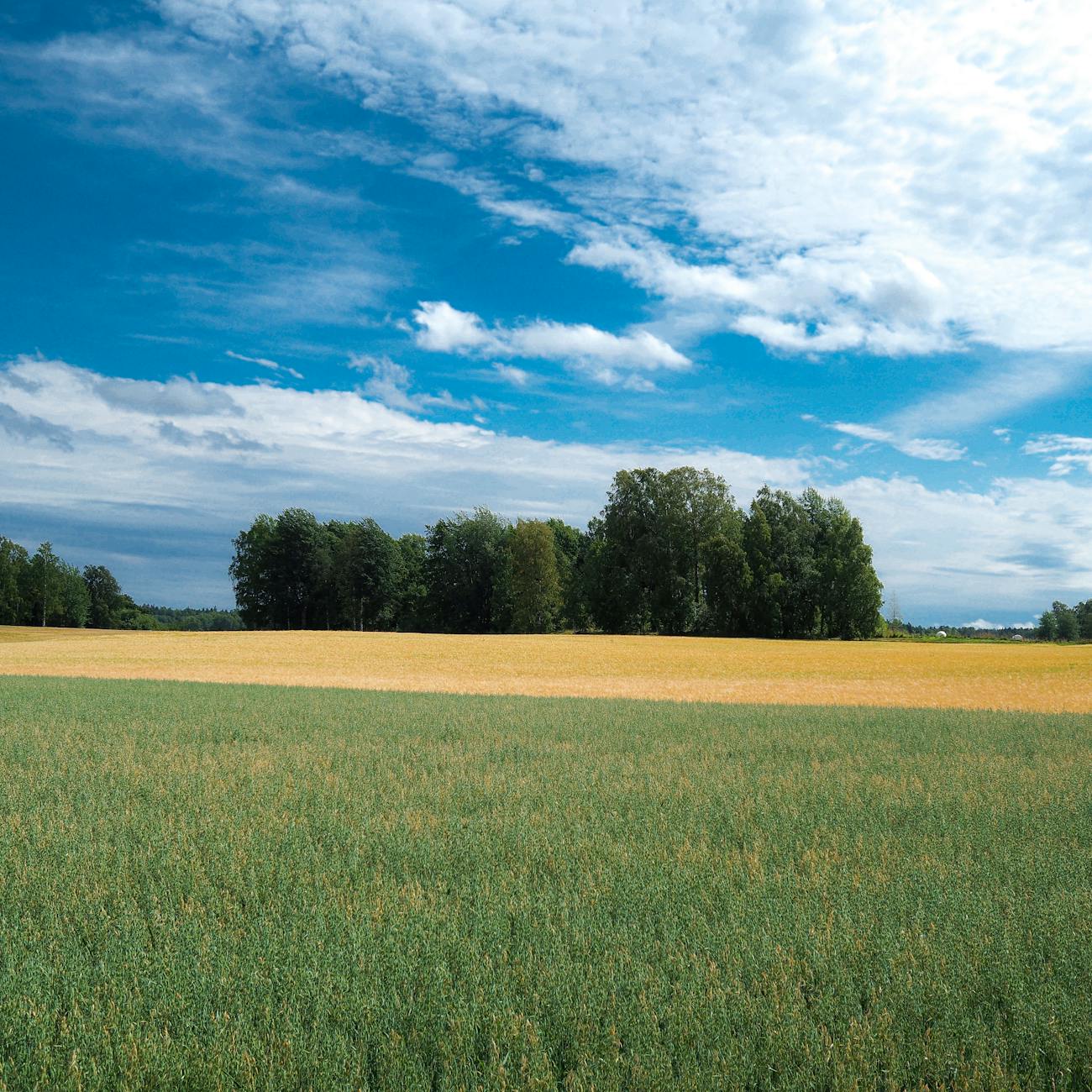 Natural Language Processing for Agricultural Text Analysis