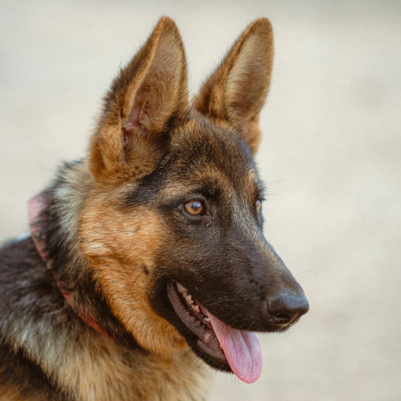Canine Training Program Development