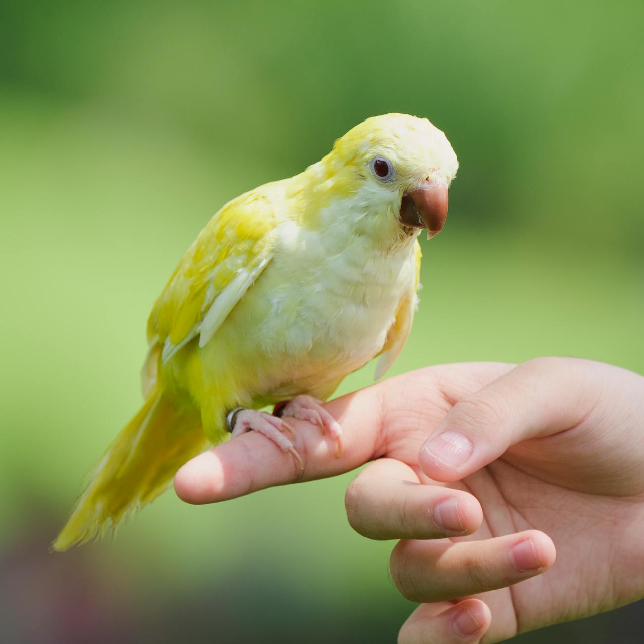 Emergency Procedures for Exotic Pets
