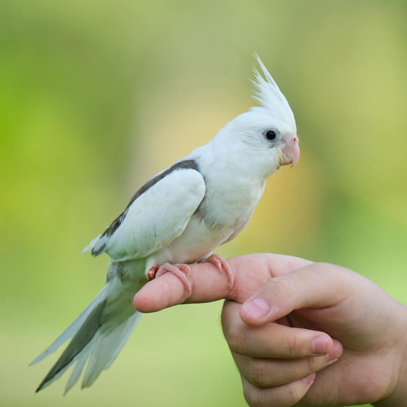 Client Communication in Exotic Pet Care