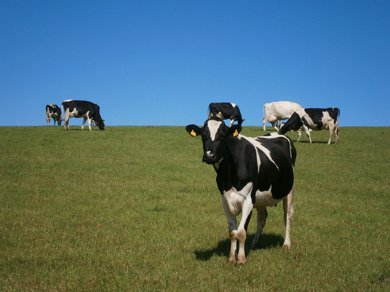 Dairy Herd Financial Management