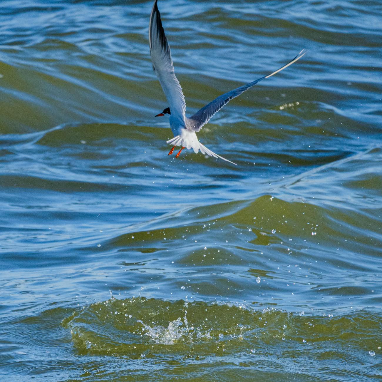 Plankton Trophic Interactions