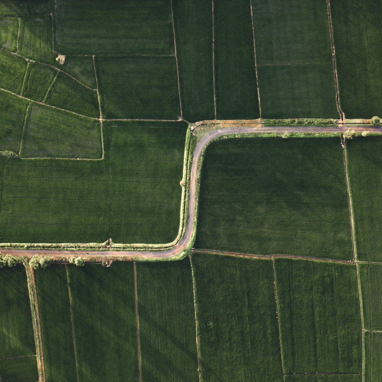 Smart Contracts in Agriculture