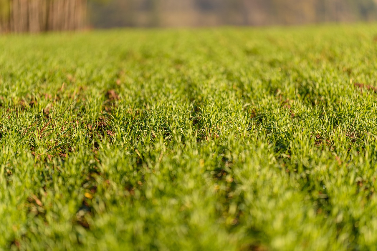 Precision Agriculture And Crop Monitoring
