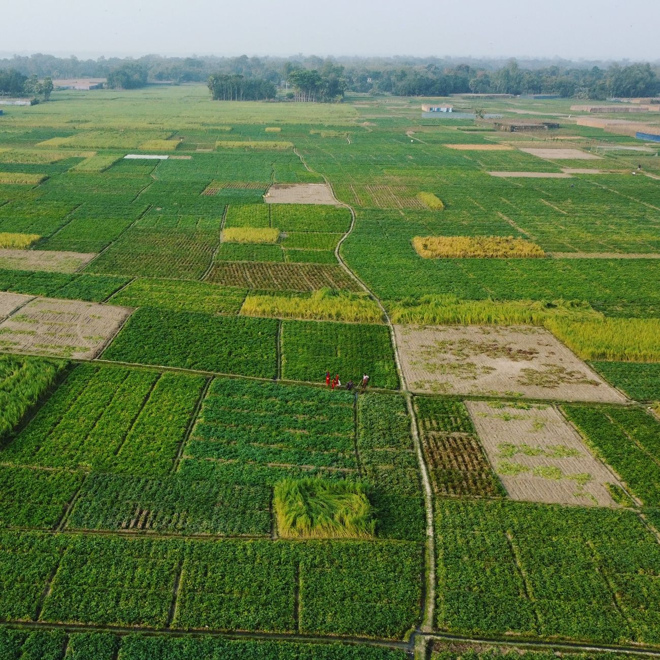 Natural Language Processing For Agricultural Text Analysis